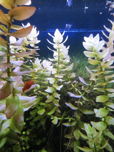 Aquarium wasser pflanze - aquarium,