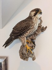 WANDERFALKE mit CITES