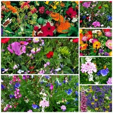 Auswahl wildblumenwiese - auswahl!,