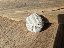  Seeigel Ostsee Steinkern