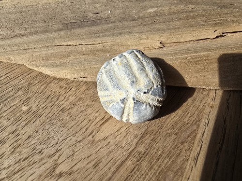 Seeigel ostsee steinkern - ,
