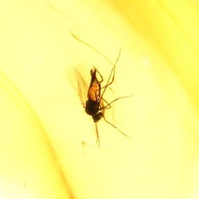 Echter Baltischer Bernstein