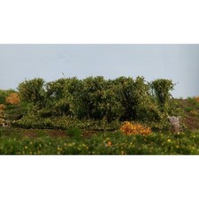 Hecke klein Frühherbst ca