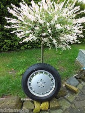 Mercedes W201 W124 190 E Gullideckel Felge 6Jx15 H2 ET49 Continental 185/65 R87H