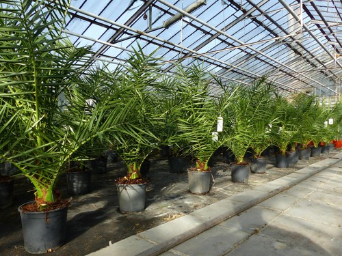 Sonderpreis palme 120 - sonderpreis:,