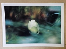 Poster Lotusblüte,  Blüte Botanischer Garten Freiburg