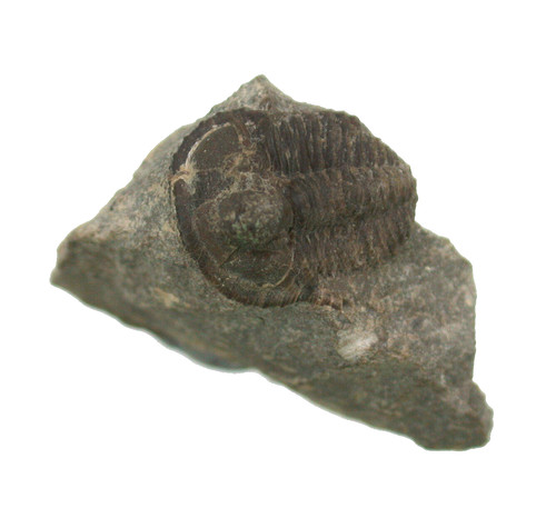 Devon cyphaspis - devon,