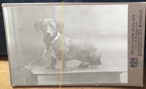 Dackel hund cdv - /, berliner