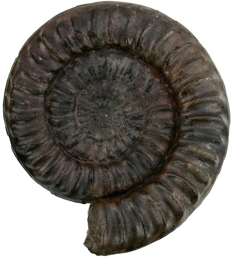 Lias coroniceras hyatti - coroniceras,