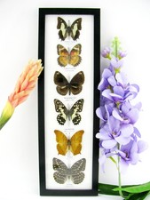 6 echte präparierte