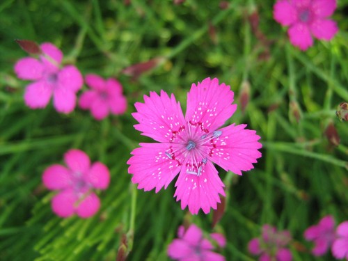 Dianthus deltoides heide nelke - dianthus,