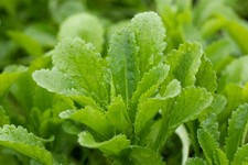 Echinops banaticus 'Taplow