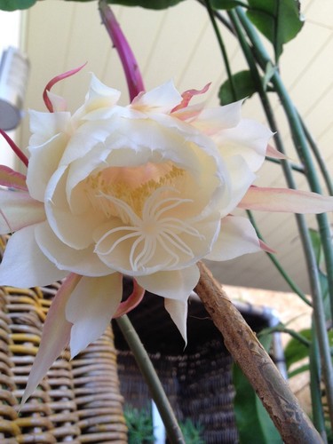 Kadupul blume pflanze - kadupul,