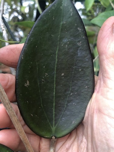 Hoya battleground rooted - hoya,