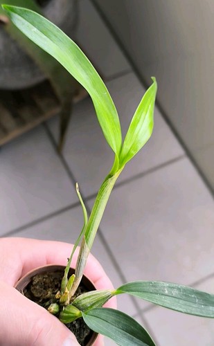 Dendrobium hodgkinsonii