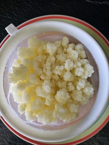 Milchkefir knollen - milchkefir, 15