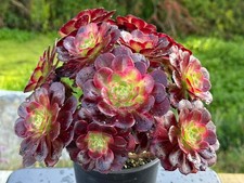 Sukkulenten MINI Aeonium  Anna  - Variegated