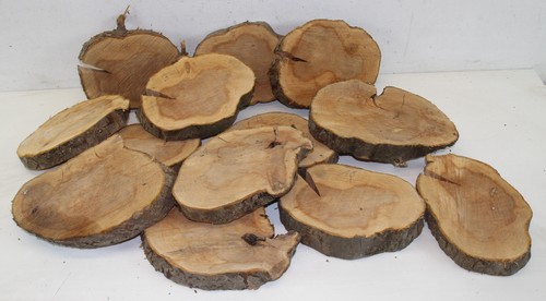 Baumscheibe apfel holzscheibe - baumscheibe,