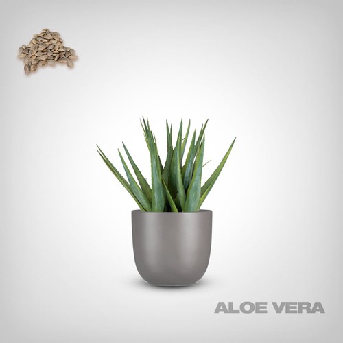 Premium aloe vera - aloe, samen