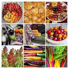 FARBENFROHER HAUSGARTEN PAKET