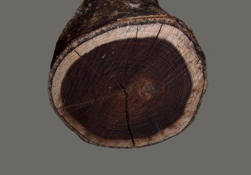 Goldregen-Holz-Schmuckholz-Dre