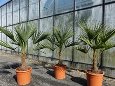 L Palme 120-130 cm