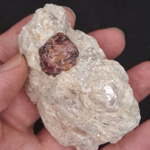 Kleiner granat auf - auf, weißer