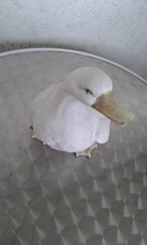 Deko Ente Tür Garten Haus