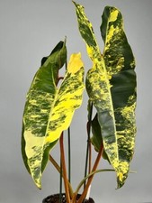 Philodendron Billietiae