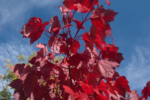 Amerikanischer roter ahorn - amerikanischer,