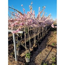 Mandelbaum prunus dulcis - mandelbaum,