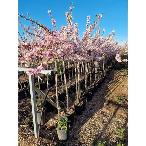 Mandelbaum prunus dulcis - mandelbaum,