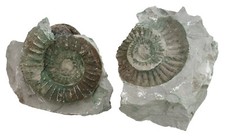 Malm  Ardescia proincondita