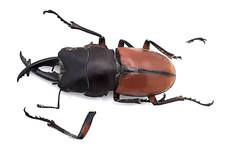 Lucanidae, Prosopocoilus