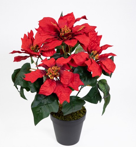 Weihnachtsstern topf 36cm - topf,