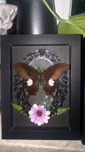Echter schmetterling - schmetterling, im