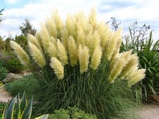 Kleines Pampasgras PUMILA im Container