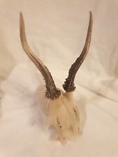 Nr. A45 Rehgeweih Rehbock Geweih Gehörn Trophäe Deko Jagd Trophäenschild Geweihe