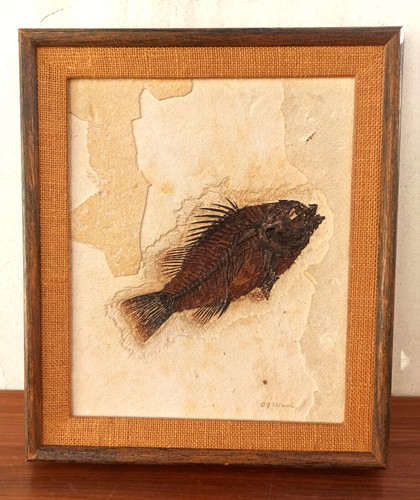Fossilie priscacara - fossilie,