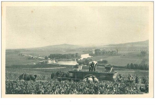 Hautvillers 8119 szene - hautvillers,