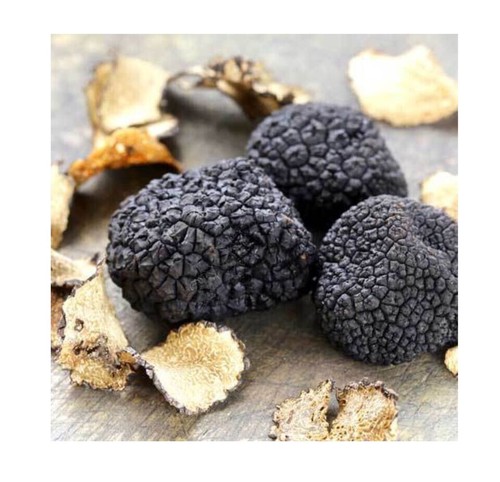 Knolle melanosporum trüffel - knolle,