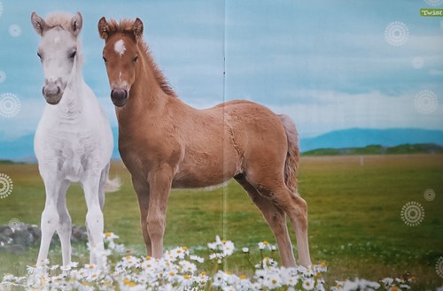 Pferde poster 42x28cm - pferde, a3