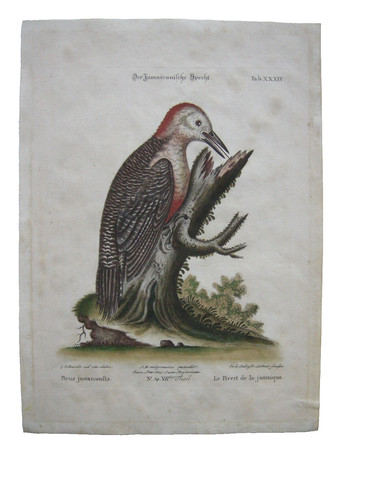 Jamaikanischer specht picus - jamaikanischer,