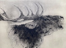 "Hirsch, röhrend" Radierung