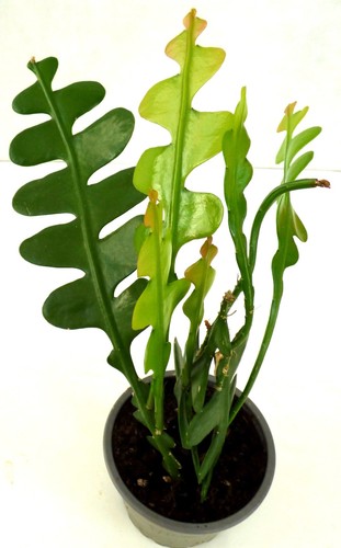 Epiphyllum anguliger - ~,