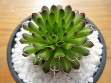 Orostachys altai 2x - "altai",