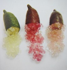 Microcitrus australasica - Rote Fingerlimette Pflanze 15-25cm - Kaviar-Limette
