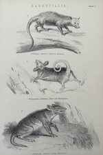 Antiker Druck um 1870 - Beuteltiere Opossum Bandicoot & Phalangista - Zoologie