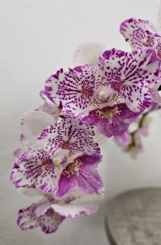 Orchidee phalaenopsis dream - orchidee,