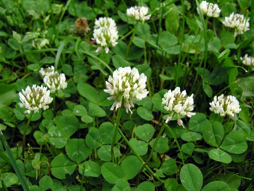 000 samen trifolium repens - samen,